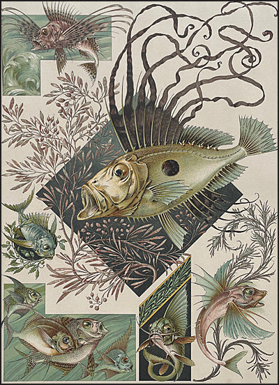 ANIMALIA & FANTASIA The Magical Worlds & Fantastic Creatures of Professor Anton Seder Slipcased
