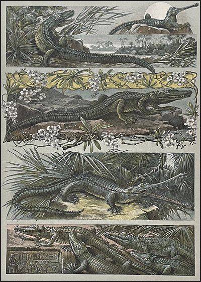 ANIMALIA & FANTASIA The Magical Worlds & Fantastic Creatures of Professor Anton Seder