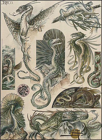 ANIMALIA & FANTASIA The Magical Worlds & Fantastic Creatures of Professor Anton Seder
